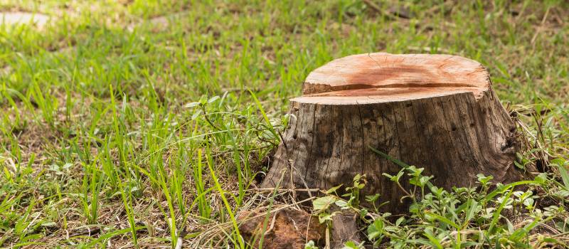 Stump Grinding Brisbane Abc Tree Lopping Remove Unsightly Stumps